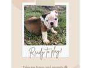 Bulldog Puppy for sale in Port Neches, TX, USA