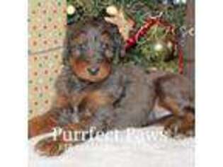 Goldendoodle Puppy for sale in Roanoke, IN, USA