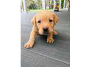 Labrador Retriever Puppy for sale in Hayfield, MN, USA