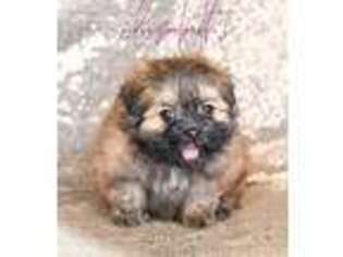 Mal-Shi Puppy for sale in Baxter Springs, KS, USA