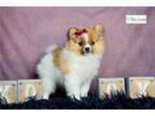 Pomeranian Puppy for sale in Fort Wayne, IN, USA