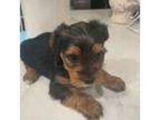 Yorkshire Terrier Puppy for sale in Vista, CA, USA
