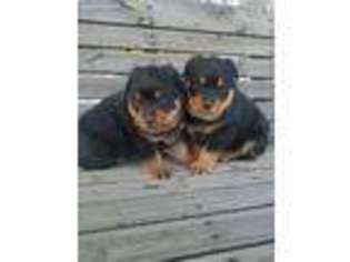 Rottweiler Puppy for sale in Rogers, OH, USA
