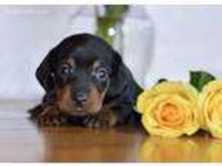 Dachshund Puppy for sale in Anderson, MO, USA