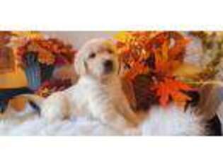 Golden Retriever Puppy for sale in Marshfield, MO, USA