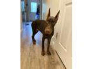 Doberman Pinscher Puppy for sale in Andover, NH, USA