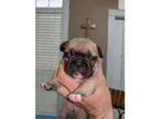 French Bulldog Puppy for sale in Bonaire, GA, USA