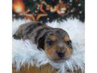 Dachshund Puppy for sale in Graceville, FL, USA