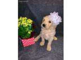 Goldendoodle Puppy for sale in Manila, AR, USA