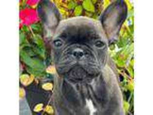 French Bulldog Puppy for sale in Foster, RI, USA