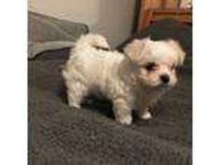 Maltese Puppy for sale in Nixa, MO, USA