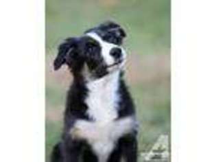 Australian Shepherd Puppy for sale in STACY, MN, USA
