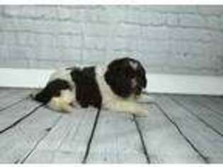 Newfoundland Puppy for sale in Sullivan, IL, USA