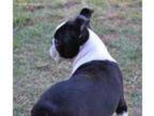 Boston Terrier Puppy for sale in Sulphur Springs, TX, USA