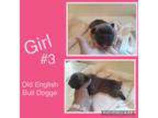 Olde English Bulldogge Puppy for sale in Gaithersburg, MD, USA