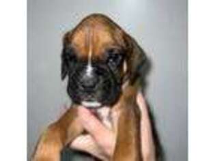 Boxer Puppy for sale in Jamesville, NY, USA