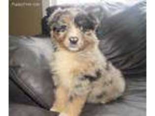 Australian Shepherd Puppy for sale in Readstown, WI, USA