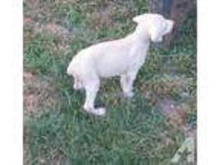 Doberman Pinscher Puppy for sale in LYERLY, GA, USA