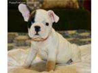 French Bulldog Puppy for sale in Northbrook, IL, USA