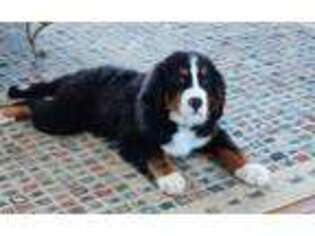Bernese Mountain Dog Puppy for sale in Chaska, MN, USA