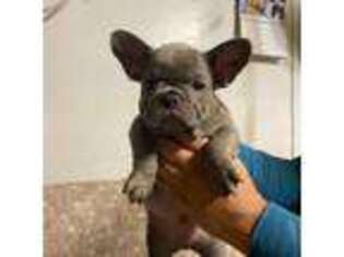 French Bulldog Puppy for sale in Palermo, CA, USA