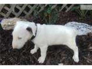 Bull Terrier Puppy for sale in Columbia, MO, USA