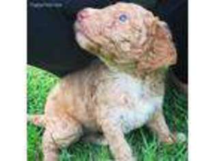 Labradoodle Puppy for sale in Lynn Haven, FL, USA