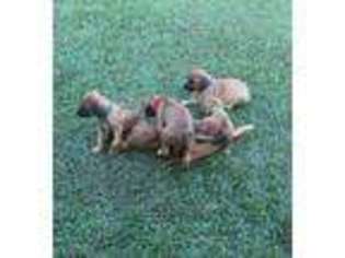Rhodesian Ridgeback Puppy for sale in Vernon, FL, USA