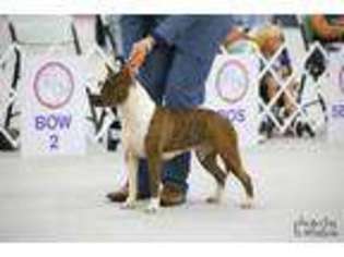 American Staffordshire Terrier Puppy for sale in San Antonio, TX, USA