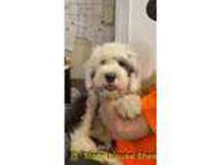 Old English Sheepdog Puppy for sale in Santa Claus, IN, USA