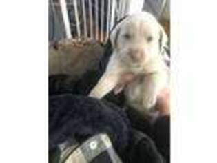 Labrador Retriever Puppy for sale in Canastota, NY, USA
