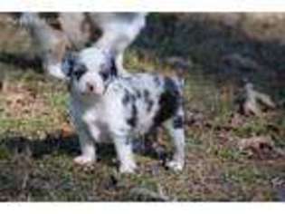Miniature Australian Shepherd Puppy for sale in Groveton, TX, USA