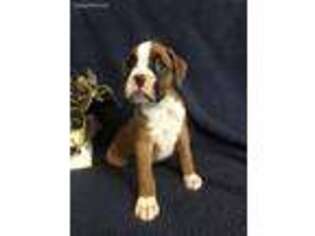 Boxer Puppy for sale in Bethalto, IL, USA