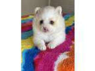 Pomeranian Puppy for sale in Corsica, SD, USA