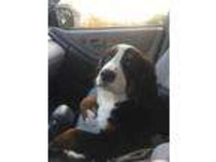Bernese Mountain Dog Puppy for sale in Cleveland, OH, USA
