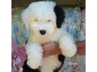 Old English Sheepdog Puppy for sale in Rougemont, NC, USA