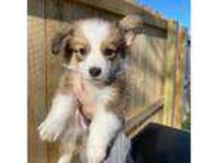 Cardigan Welsh Corgi Puppy for sale in Berea, KY, USA