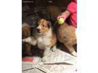 Collie Puppy for sale in Tonica, IL, USA