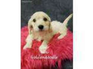 Goldendoodle Puppy for sale in Palos Hills, IL, USA