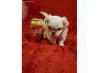Maltese Puppy for sale in Bakersfield, CA, USA