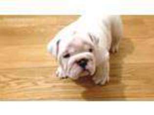 Bulldog Puppy for sale in Exeter, CA, USA