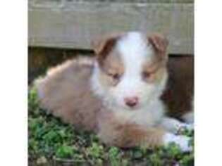 Border Collie Puppy for sale in Augusta, KS, USA