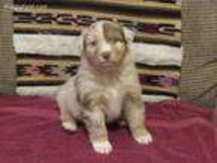 Australian Shepherd Puppy for sale in Salina, OK, USA