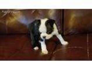 Boston Terrier Puppy for sale in Mercersburg, PA, USA