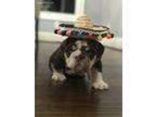 Bulldog Puppy for sale in Murrayville, GA, USA