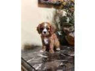 Cavalier King Charles Spaniel Puppy for sale in Laredo, TX, USA