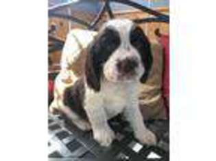 English Springer Spaniel Puppy for sale in Roland, IA, USA