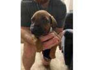 Rhodesian Ridgeback Puppy for sale in Ocoee, FL, USA