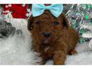 Mutt Puppy for sale in Tyler, TX, USA