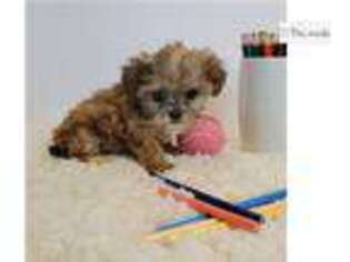 Shih-Poo Puppy for sale in Omaha, NE, USA